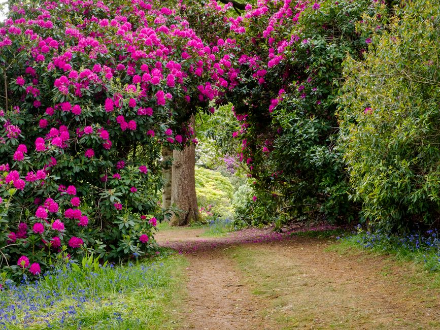 A natural garden scene featuring a dirt pathway lined with lush green foliage and vibrant pink rhododendron flowers in full bloom, forming an arch overhead. The greenery includes various shrubs and tr