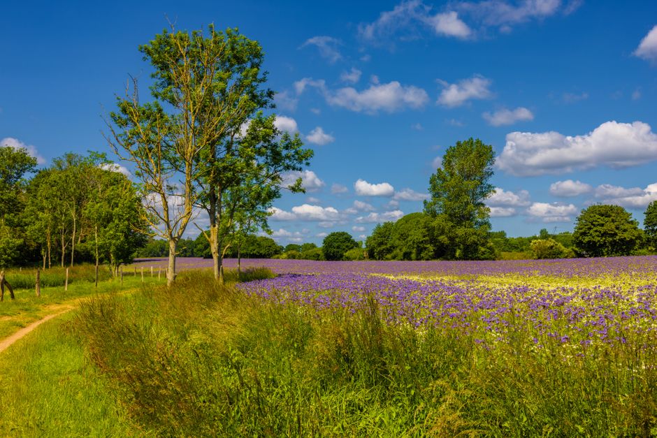 A vibrant floral field with a dirt walking path on the left, bordered by tall green grass and trees with lush foliage. The field is filled with blooming purple and yellow flowers stretching towards th
