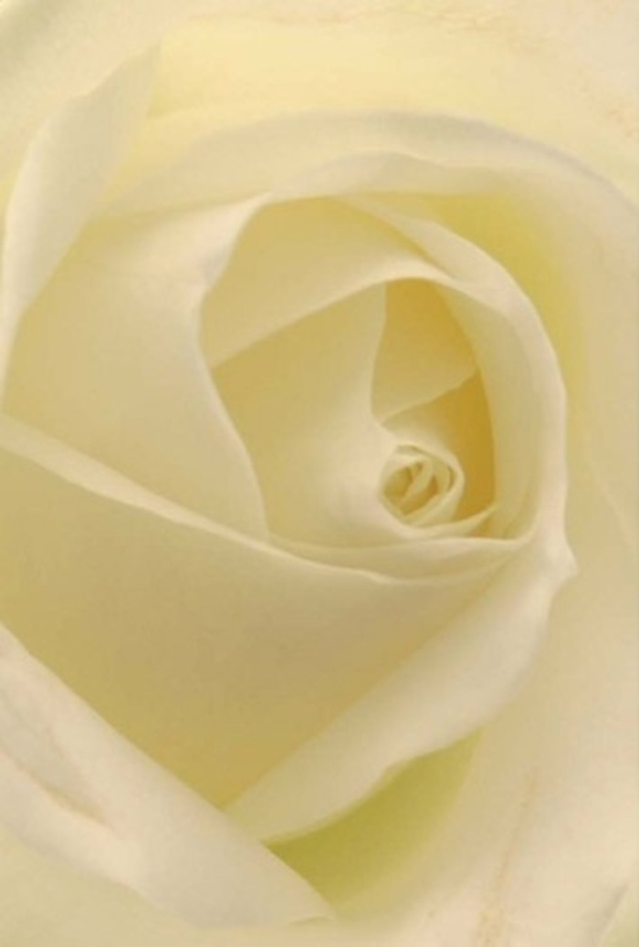 In this detailed view, the classic beauty of a white rose unfolds petal by petal, the interplay of cream and soft ivory enhanced by delicate, filtered light reminiscent of a stroll through Eltham Park South. Each layer reveals nuanced shadows, the flawless spiral at the heart of the bloom symbolising both purity and quiet resilience- sentiments echoed in many of Eltham's cherished traditions. As a local florist, I see this as an offering that carries deep meaning, equally suited for a romantic gesture exchanged near Grove Market, a heartfelt apology, or as the centrepiece at an elegant wedding in the Eltham area. The rose's form is both tender and strong, every detail thoughtfully arranged to honour the artistry of both nature and florist. A faint, fresh fragrance seems to float from the petals, adding an air of serene anticipation. This rose is a visual and emotional anchor, crafted with care to comfort and inspire, hand-selected by Eltham florists for delivery to the homes and gatherings that define community life.